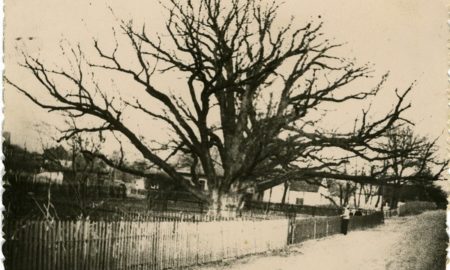 легендарний 700-річний дуб у Запоріжжі