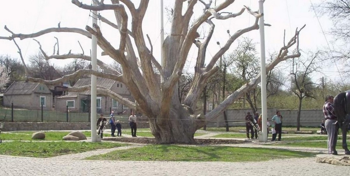 ОНОВЛЕНО. У Запоріжжі впав легендарний 700-річний дуб (фото)