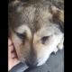 «Можна знімати фільм жахів»: у Нікополі знайшли собаку з перетягнутим горлом (відео)