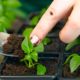 Що садити у березні 2023: посів квітів, культури на городі та овочі на розсаду