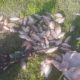 На Каховському водосховищі затримали порушника з 83 карасями на 131223 грн