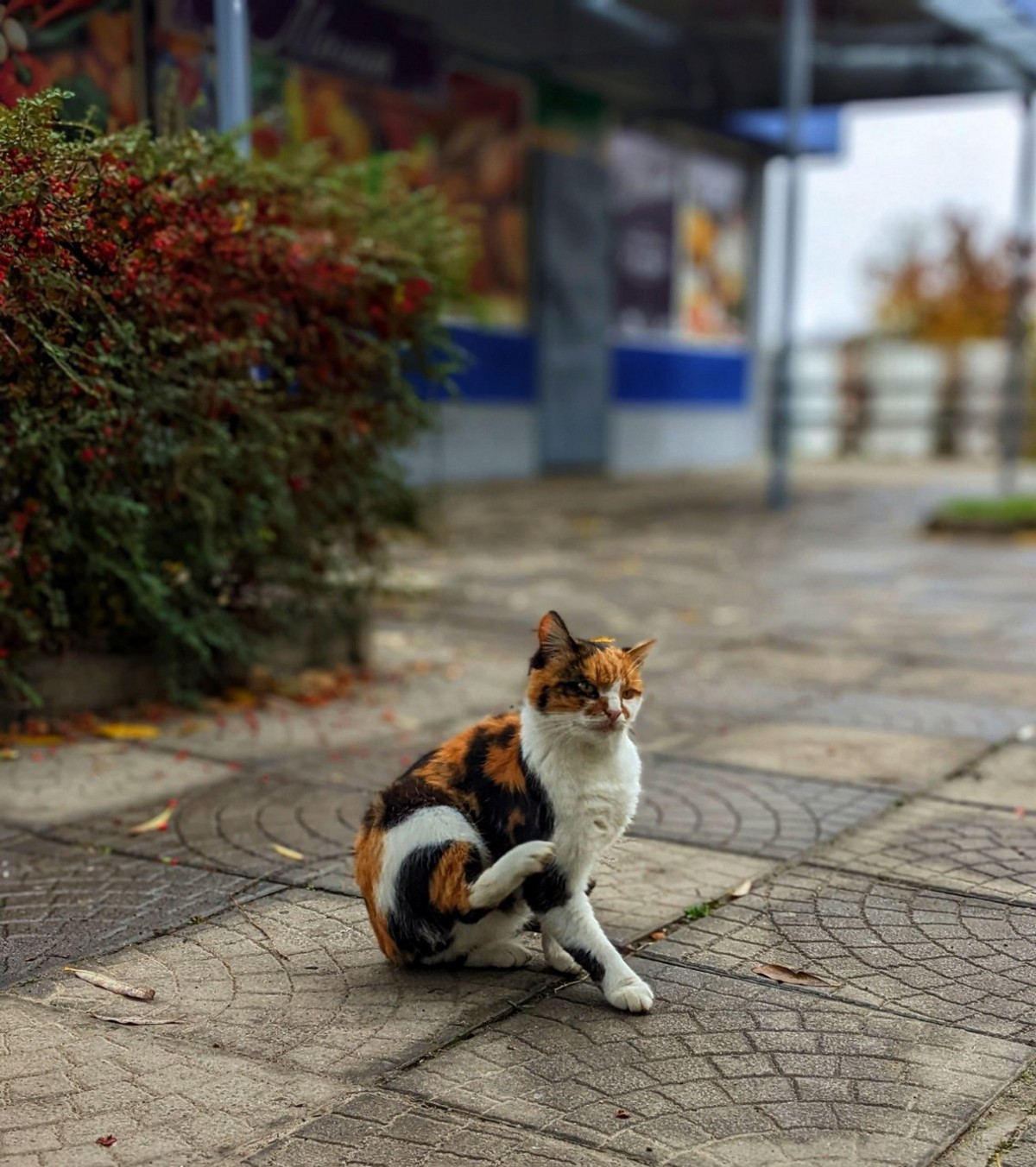 Кото-Нікополь – фоторепортаж з вулиць незламного міста