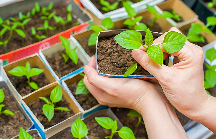 Що садити у березні 2023: посів квітів, культури на городі та овочі на розсаду