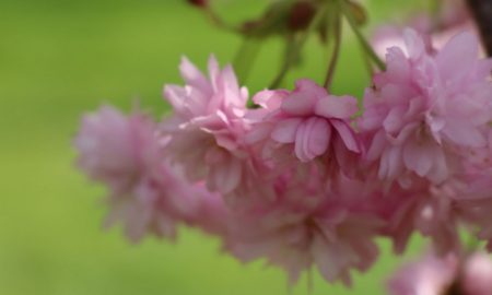 У Покрові квітнуть сакури (фото)