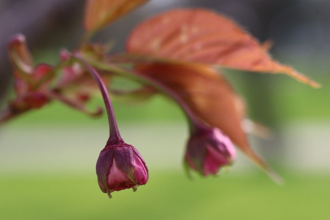У Покрові квітнуть сакури (фото)