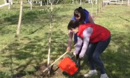 У Нікополі сьогодні висадили катальпи, берези і горобину (відео)