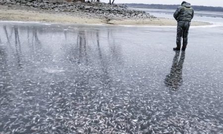Обміління Каховського водосховища: на Запоріжжі виявили 950 кг мертвого карася сріблястого