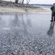 Обміління Каховського водосховища: на Запоріжжі виявили 950 кг мертвого карася сріблястого