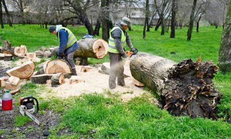 У Нікополі прибирають старе дерево, яке впало у парку (фото)