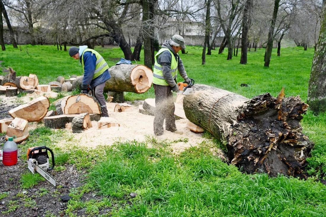 У Нікополі прибирають старе дерево, яке впало у парку, і виконують інші роботи (фото)
