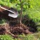 Чи будуть у Нікополі висаджувати нові дерева – відповідь мера (відео)