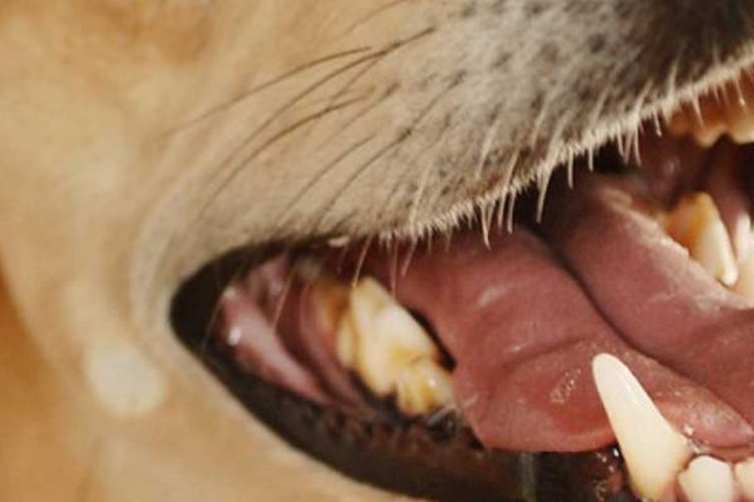 На Нікопольщині собака покусала дитину за обличчя – ЗМІ