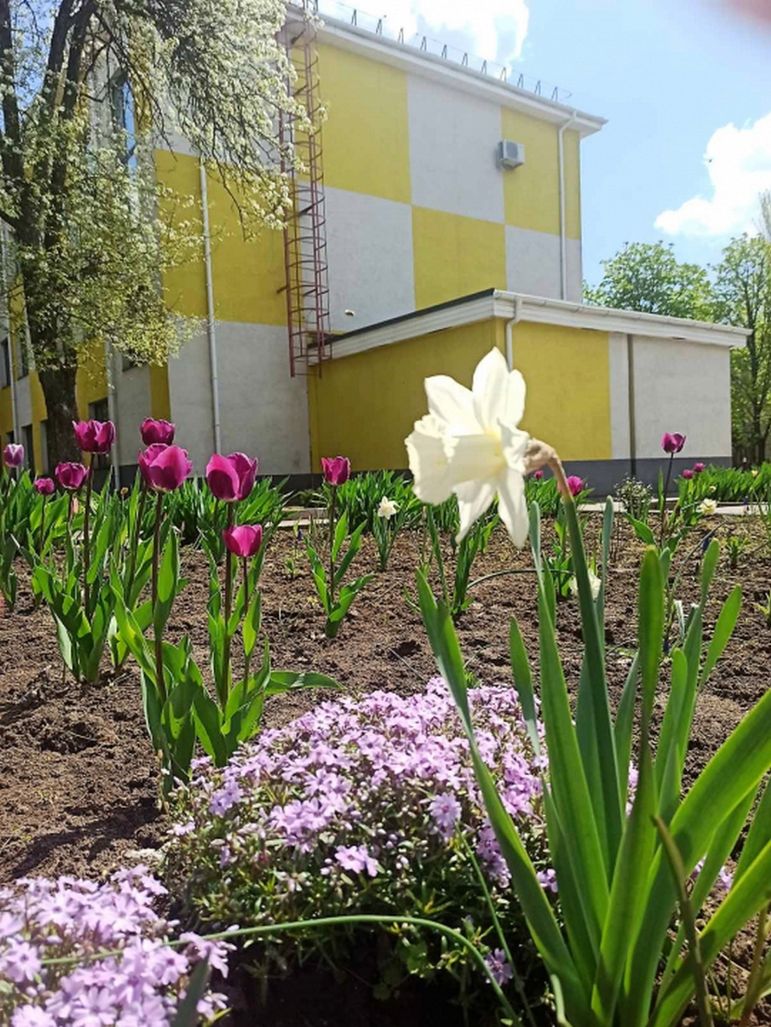 В Покрові на шкільних подвір’ях розцвіли квіти з Нідерландів