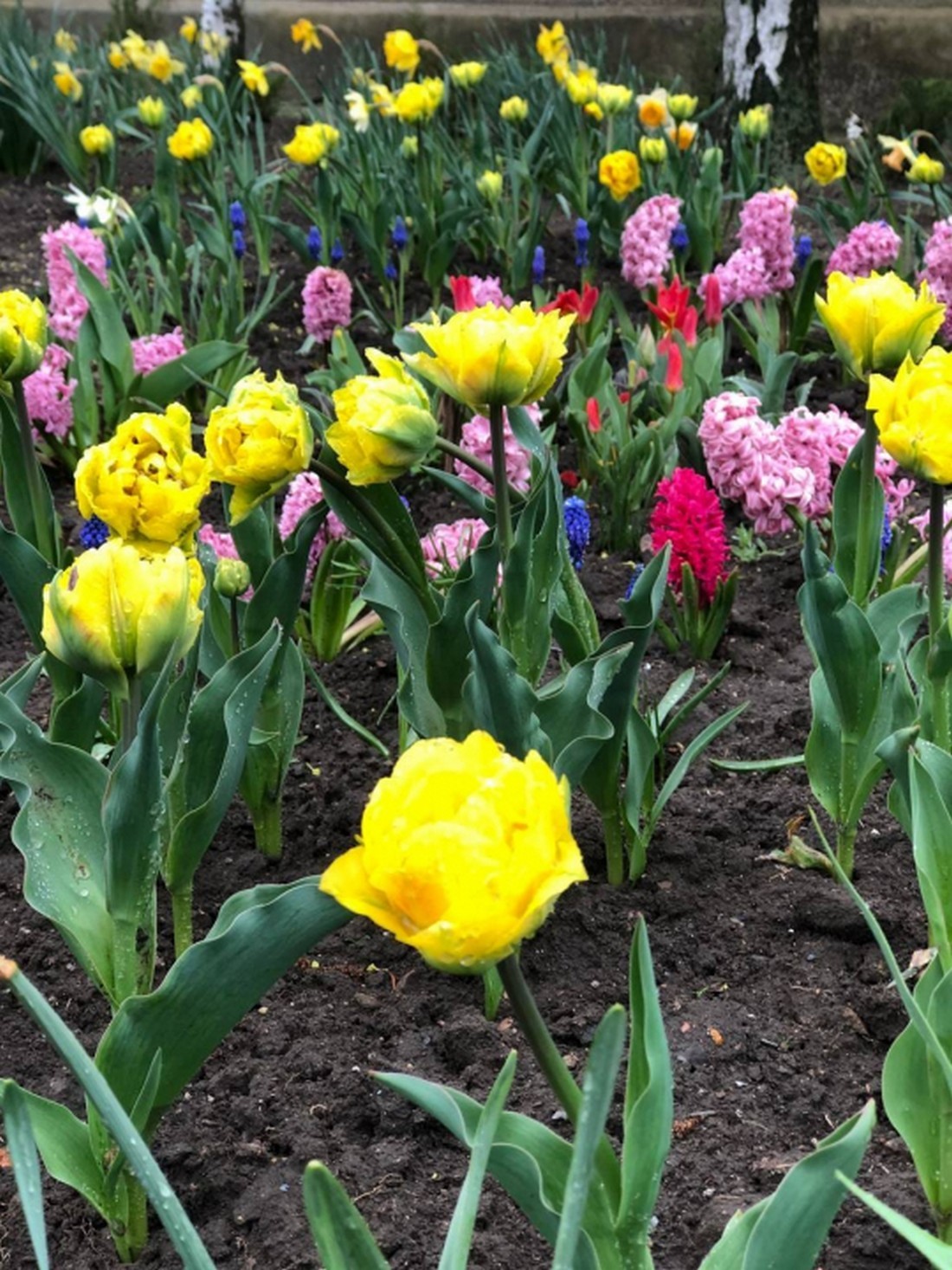 В Покрові на шкільних подвір’ях розцвіли квіти з Нідерландів