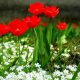 Квіти Нікополя навесні 2023 – неймовірна краса серед війни (фото)