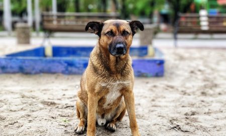 у Нікополі врятували 27 собак