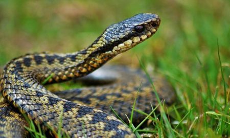 На Дніпропетровщині троє людей постраждали від укусів отруйних змій – плазуни активізувались!