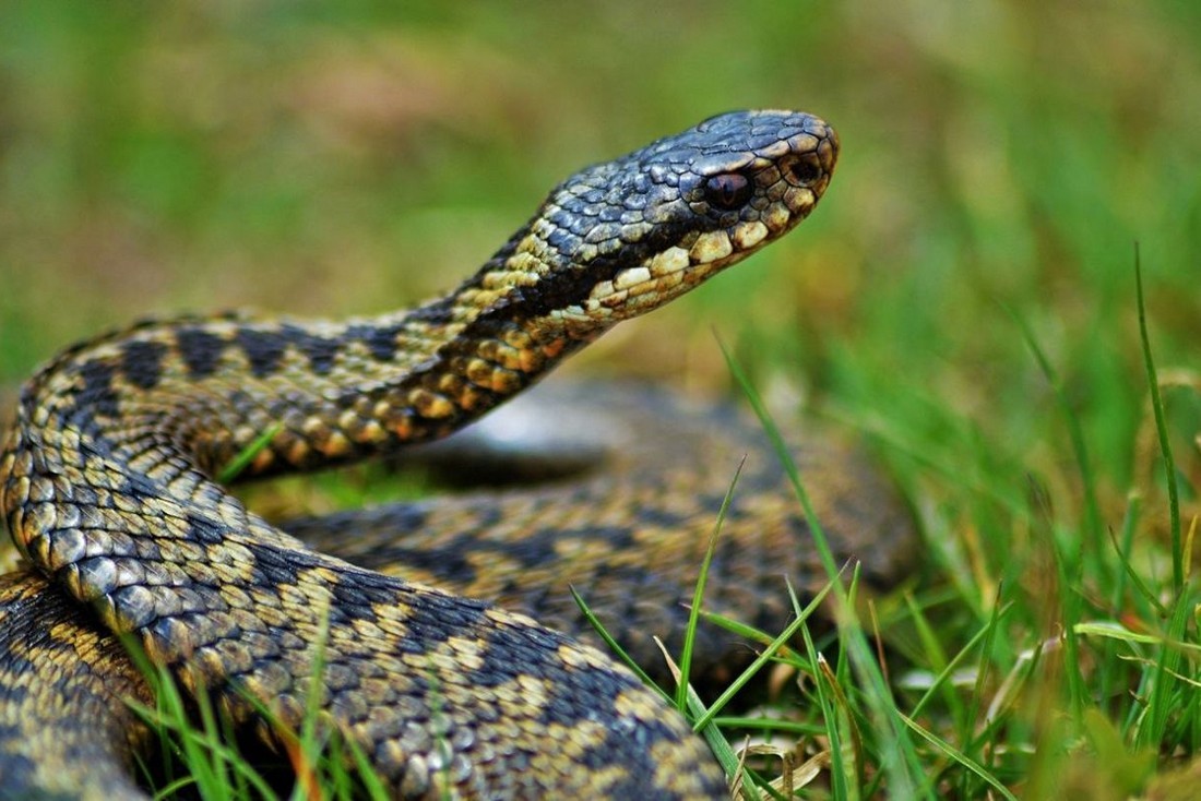 На Дніпропетровщині троє людей постраждали від укусів отруйних змій – плазуни активізувались!