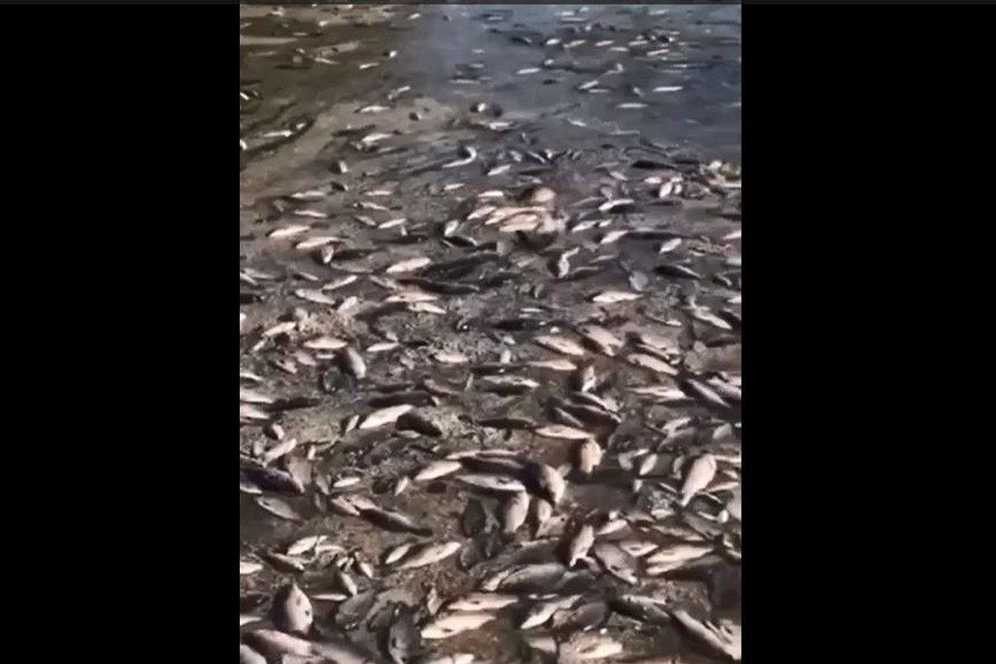 У Каховському водосховищі почався мор риби: в ОП показали відео з Мар’янського