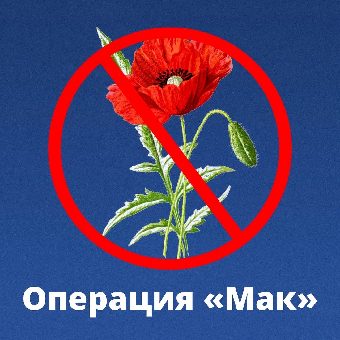 Мешканців Нікопольщини застерігають від вирощування снодійного маку і конопель: проводиться операція «МАК»