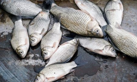 Мешканців Нікопольщини закликають не купувати рибу в місцях стихійної торгівлі
