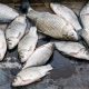 Мешканців Нікопольщини закликають не купувати рибу в місцях стихійної торгівлі