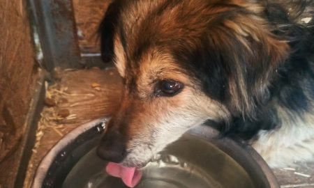 У Нікополі без води потерпає притулок для собак