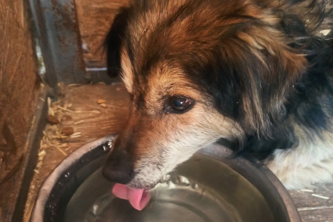 У Нікополі без води потерпає притулок для собак
