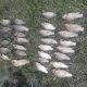 У Нікополі на Каховському водосховищі порушник виловив риби на понад 70 тис. грн збитків