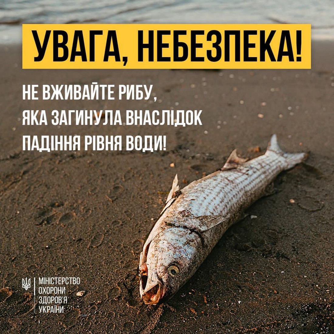 Масовий мор риби почався на Дніпропетровщині: важлива інформація від МОЗ