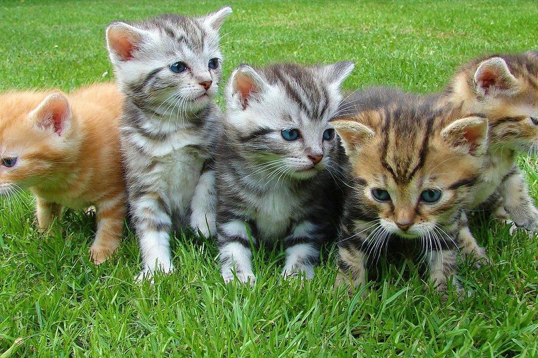 Наживався на любителях кошенят: у Нікополі викрили схему інтернет-шахрайства
