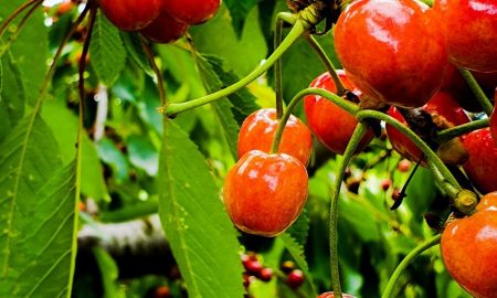 Врожай фруктів у Нікополі і районі буде меншим через дощі - співзасновник садівничого господарства