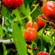 Врожай фруктів у Нікополі і районі буде меншим через дощі - співзасновник садівничого господарства