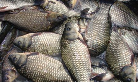 На Дніпропетровщині незаконно продавали рибу 