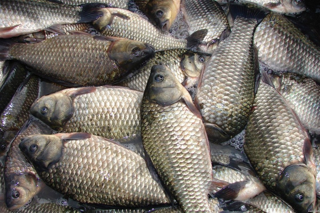 На Дніпропетровщині незаконно продавали рибу 