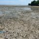 Масова загибель риби на Дніпропетровщині – розпочато розслідування (фото, відео)