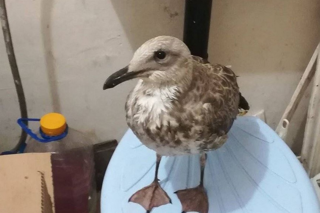 У зневодненому Нікополі люди врятували пташеня баклана, яке гинуло від спраги і голоду