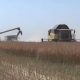 Ні воронки у полі, ні обстріли не завадили виростити врожай: на Нікопольщині тривають жнива (відео)