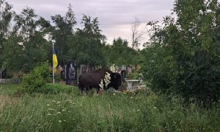 На Дніпропетровщині помітили зубра на кладовищі: поїдав гілки туї на могилі полеглого Захисника