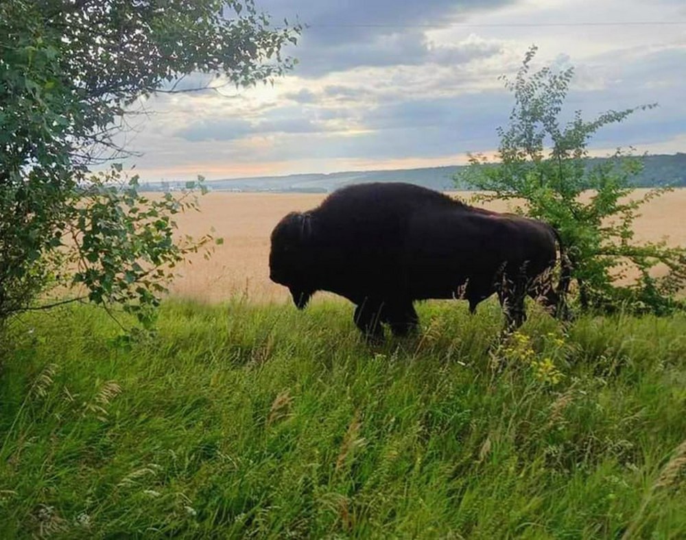 Дніпропетровщиною бродить