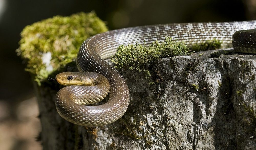 У Нікополі після зникнення Каховського водосховища у двори до людей масово повзуть змії