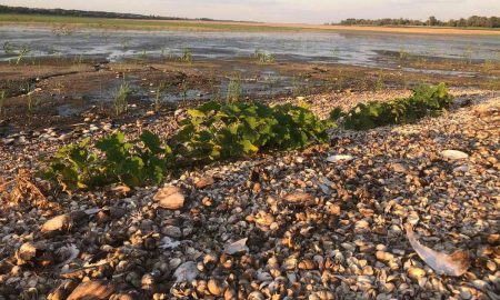 Не тільки картопля, а й кабачки: мешканці Нікополя показали «городи» на дні Каховського водосховища