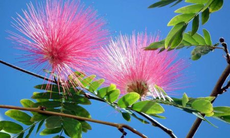 У Нікополі помітили дивну красу з пухнастими квітами, що пахнуть як липа (фото)