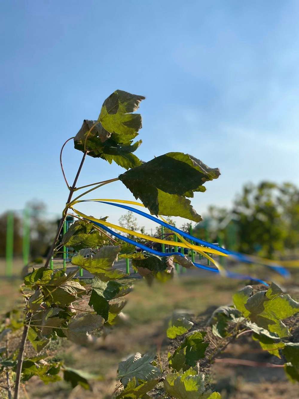 У Нікополі з нагоди Дня міста висадили дерева (фото)