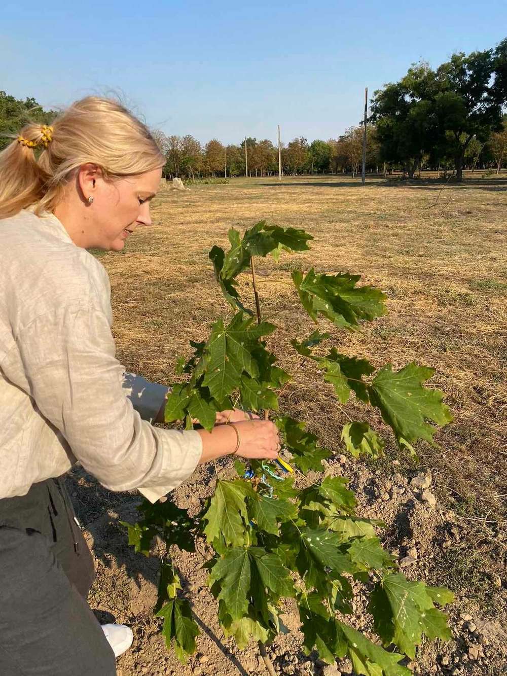 У Нікополі з нагоди Дня міста висадили дерева (фото)