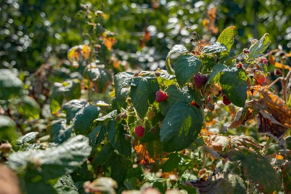 Чотири місяці без води: як фермер з Нікопольщини вирощує врожай на 400 гектарах землі в нових умовах