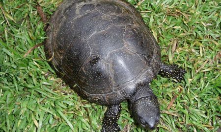 «Знайшов ціле кладовище»: біля Нікополя рибалки масово вбивають черепах – соцмережі