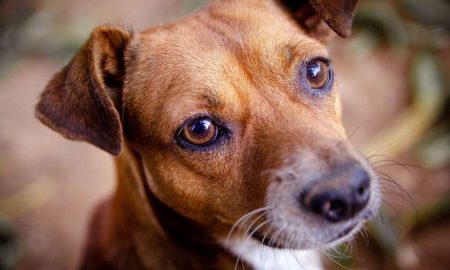 У Нікополі терміново потрібні кошти на вивезення 50 собак до Польщі