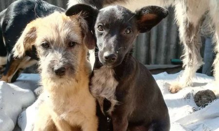 «Так і тримаються поруч після страхіття»: військові привезли у Нікополь двох собачок – їм потрібен дім