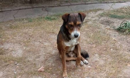 Небайдужі 5 днів рятували пса, який заблукав у лабіринті підземелля Нікополя